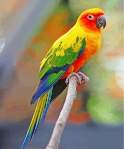 Sun Conure Bird paint by number
