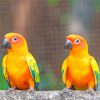 Sun Conure Birds paint by number