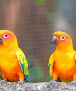 Sun Conure Birds paint by number
