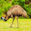 The Emu Bird paint by number