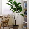 The Fiddle Leaf Fig Plant paint by number