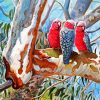 The Galah Cockatoo Birds paint by number