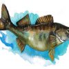 The Walleye Fish paint by numbers