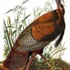 The Wild Turkey By James Audubon paint by numbers