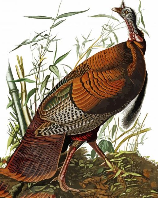 The Wild Turkey By James Audubon paint by numbers