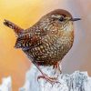 The Wren Bird paint by numbers