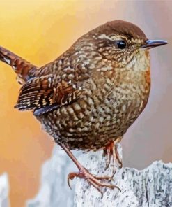 The Wren Bird paint by numbers