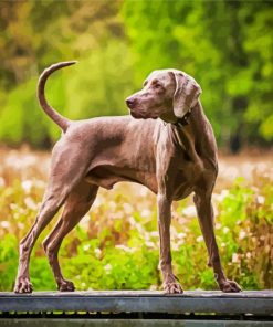 Weimaraner Dog paint by number