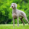 Weimaraner paint by number