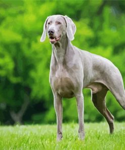 Weimaraner paint by number