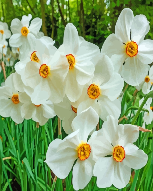 White Daffodils paint by number