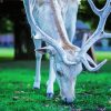 White Deer Eating Grass paint by number