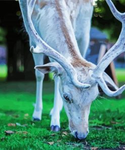 White Deer Eating Grass paint by number