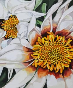 White Gazania paint by number