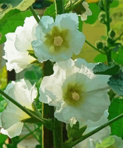 White Hollyhocks Flowers paint by numbers