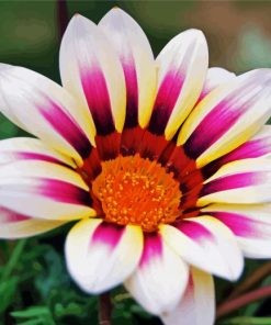 White Purple Gazania paint by number
