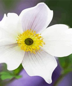 White Anemones paint by numbers