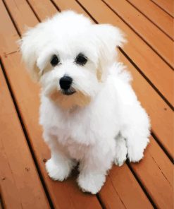 White Bichon Frise paint by number