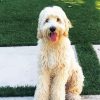 White Labradoodle Dog paint by numbers