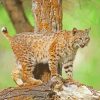 Wild Bobcat paint by numbers