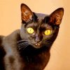 Yellow Eyed Bombay Cat paint by number
