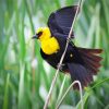 Yellow Headed Blackbird On An Branch paint by numbers