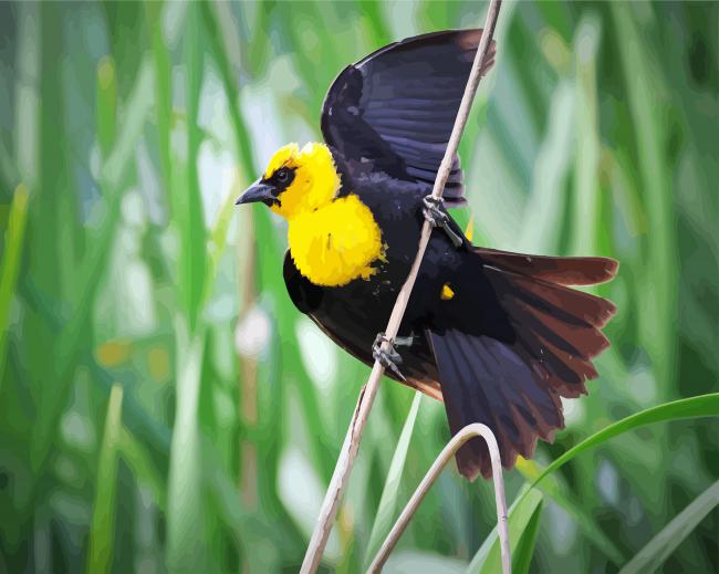 Yellow Headed Blackbird On An Branch paint by numbers