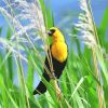 Yellow Headed Blackbird paint by numbers