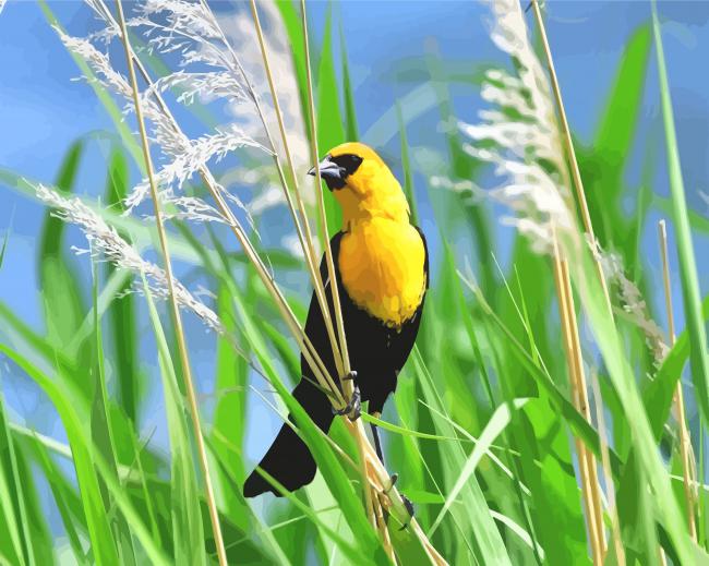 Yellow Headed Blackbird paint by numbers