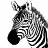 Zebra Head paint by numbers