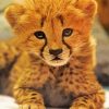 Adorable Cheetah paint by numbers