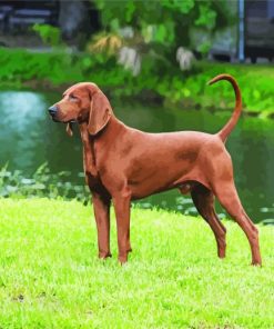 Aesthetic Brown Coonhound paint by number