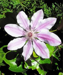 Aesthetic Clematis paint by number
