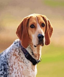 Aesthetic Coonhound Dog paint by number