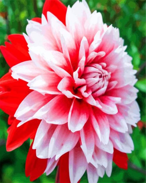 Aesthetic Dahlia paint by numbers