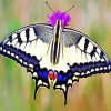 Aesthetic Swallowtail paint by number