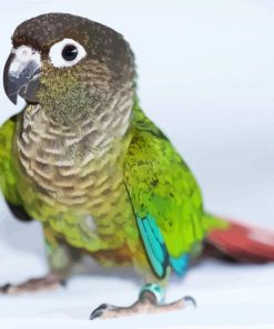 Aesthetic Conure Bird paint by number