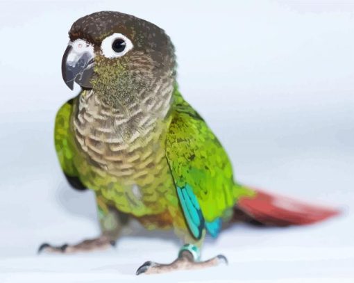 Aesthetic Conure Bird paint by number
