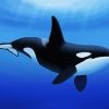 Aesthetic Killer Whale paint by numbers