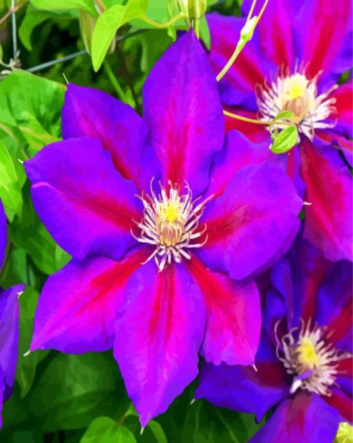 Aesthetic Purple Clematis paint by number