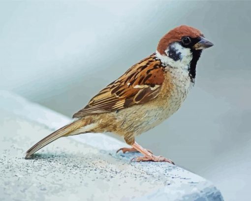 Aesthetic Sparrow Bird paint by number