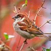 Aesthetic Sparrow Bird Animal paint by number