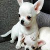 Aesthetic White Chihuahua Puppie paint by number
