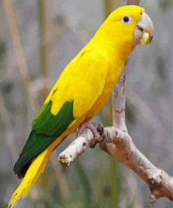 Aesthetic Yellow Conure paint by number