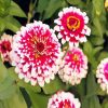 Aesthetic Zinnias paint by number