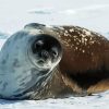 Antartica Seal paint by numbers