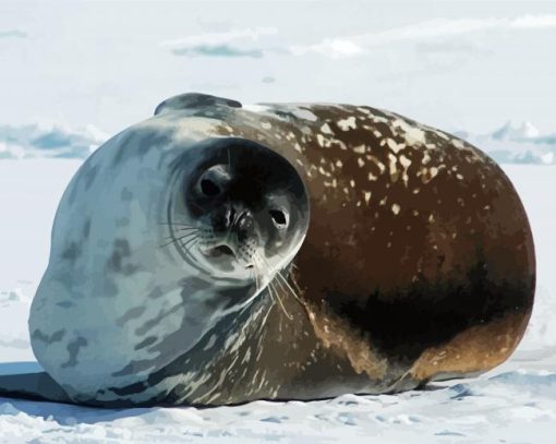 Antartica Seal paint by numbers
