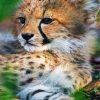 Baby Cheetah Cub paint by number