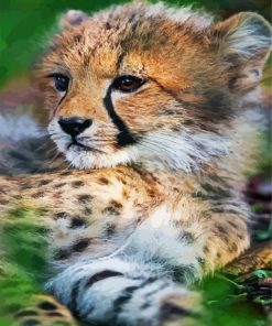 Baby Cheetah Cub paint by number