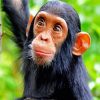 Baby Chimpanzee paint by number